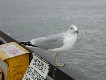 sea gull